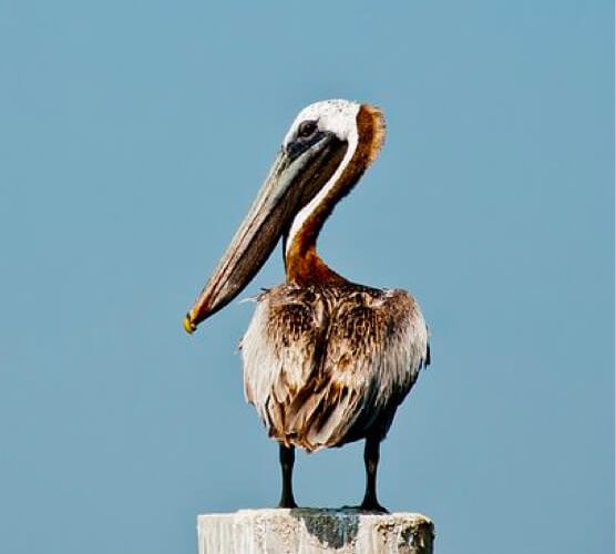 安卓苹果双端支持的ddos流量攻击购买